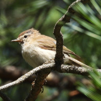 Mountain Chiffchaff